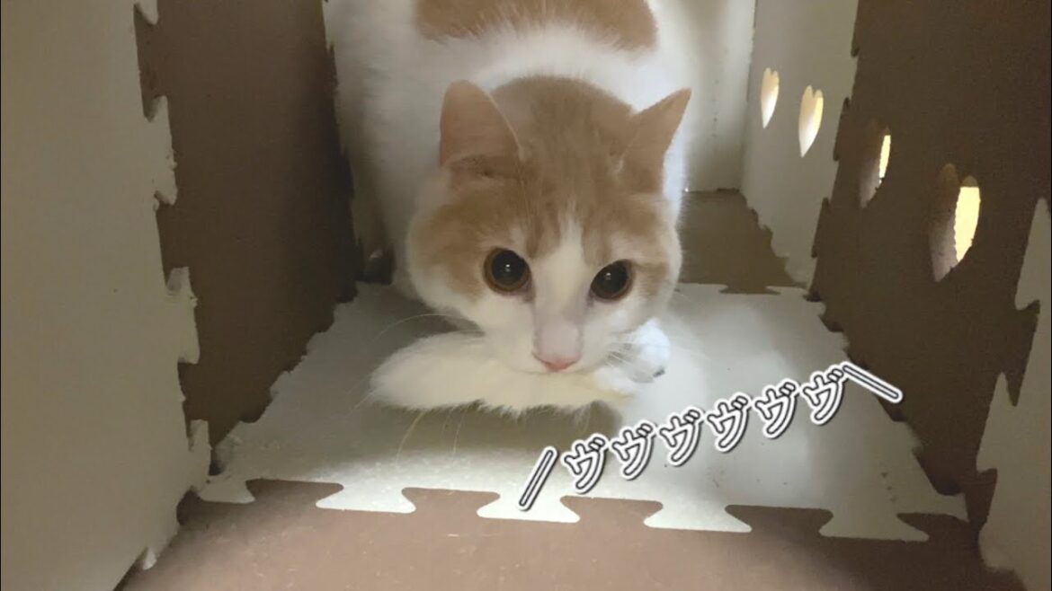 ワイヤー猫じゃらしを購入したので遊ぼうとした結果【猫と夫婦の日常】