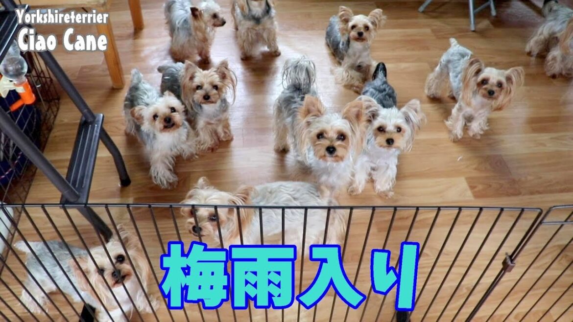 梅雨入りしました【ヨークシャーテリア/yorkshireterrier】