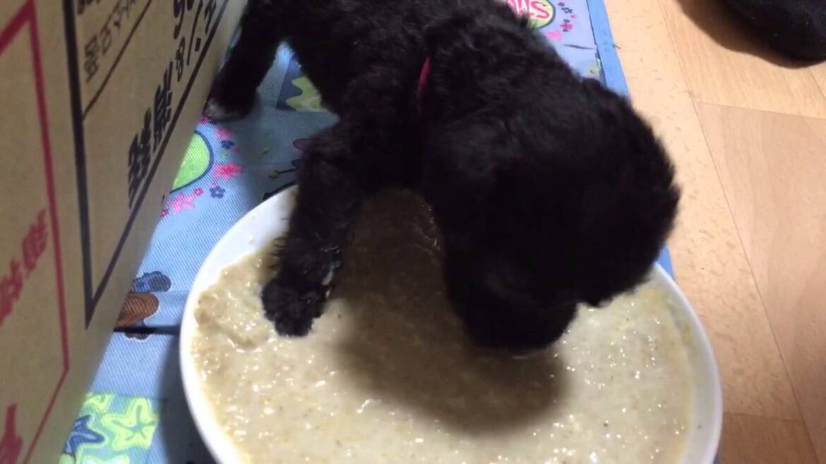 ベドリントンテリア赤ちゃん 離乳食2