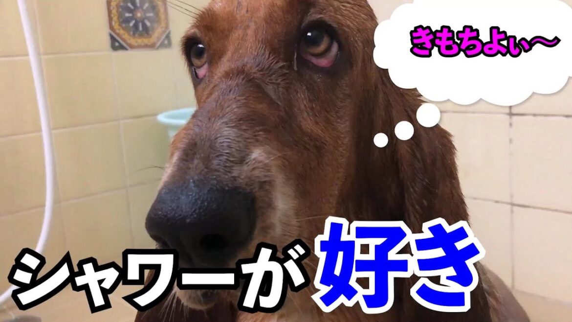 バセットハウンドの魅力。その５。39℃のシャワー好き。