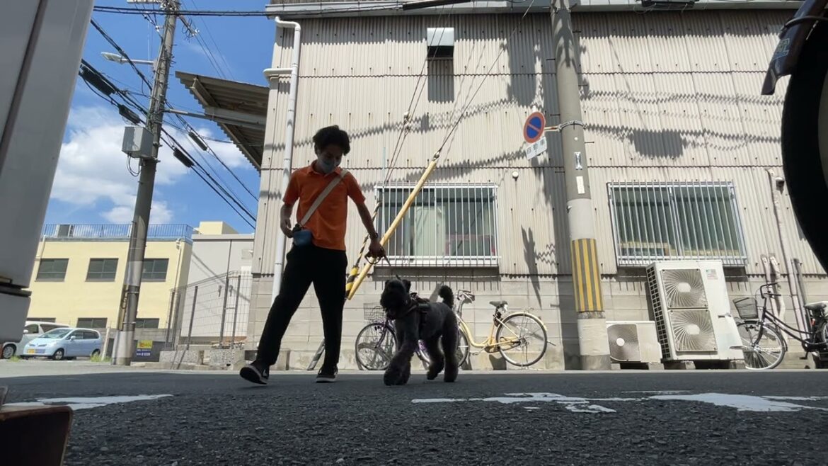 ケリーブルーテリアの”マーフィーくん”と散歩トレーニング！