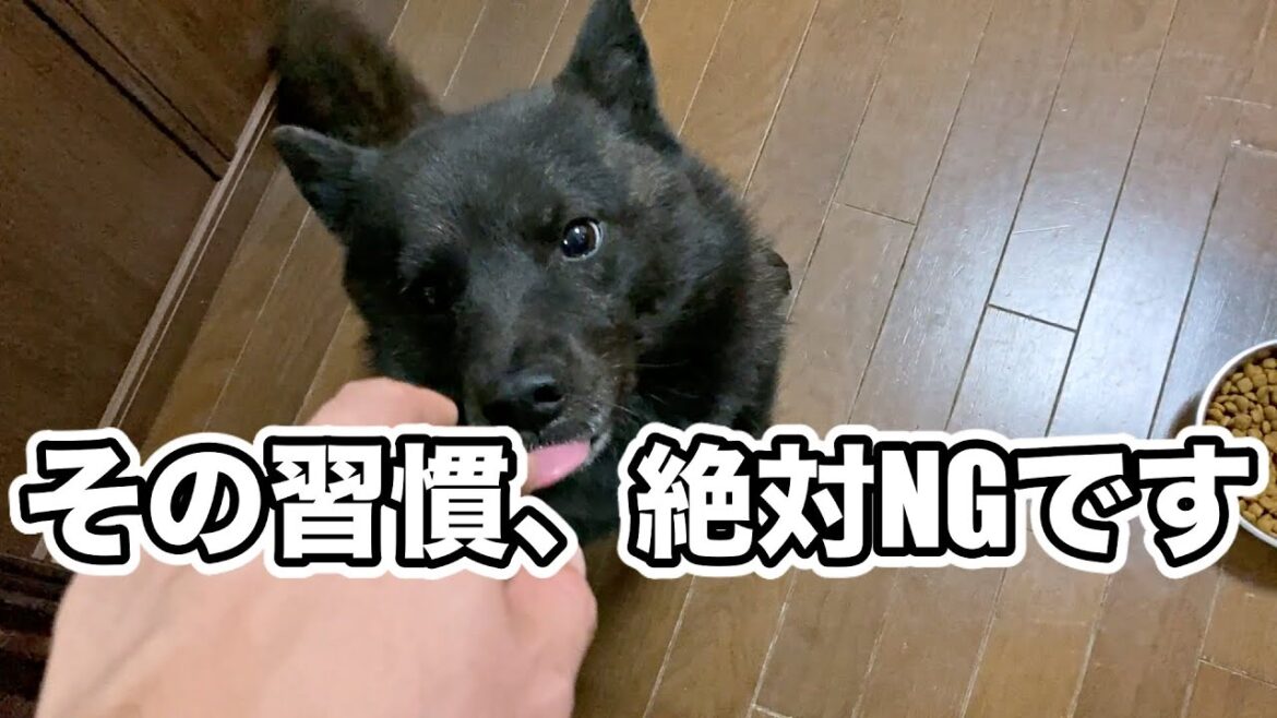 【犬のしつけ】要求吠えを簡単に直すたった1つの習慣