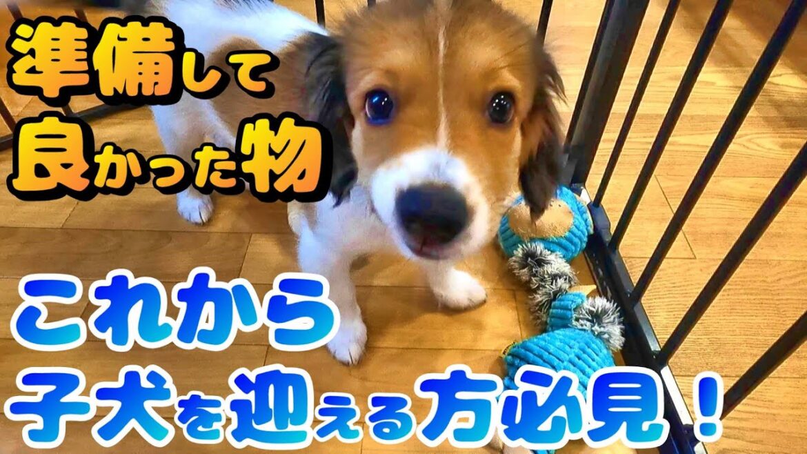 【犬の飼い方】子犬を迎える準備で買ってよかった物を紹介