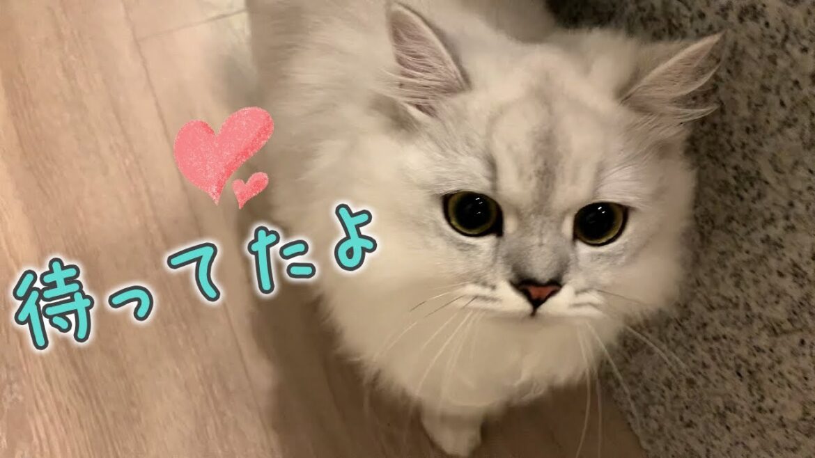 【飼い主目線】帰宅が遅くなるとスリスリ甘えてくる猫［ペルシャ猫］