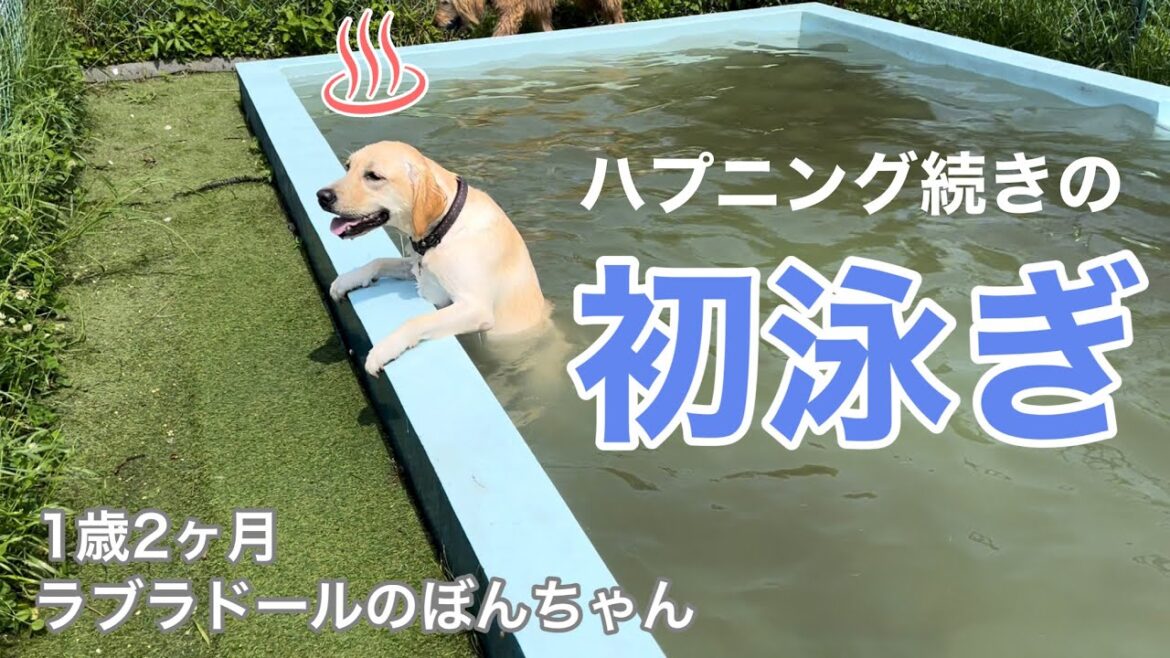 【ラブラドール#62】ハプニング続きのほろ苦初泳ぎ…！　ラブラドールレトリバー　labrador retriever 大型犬   温泉　子犬　溺れた　ドッグラン　dog park