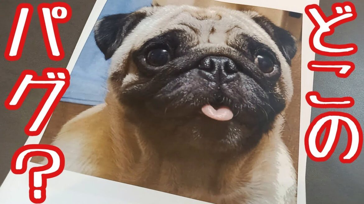 パグとチワワが大好きな奴ら！もちろん愛犬はどれか分かるよね？