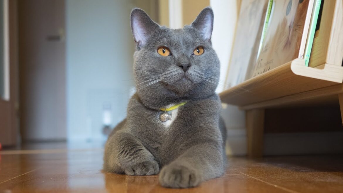 人懐っこくて可愛い猫（シャルトリュー）おしゃれな首輪を買ってみた
