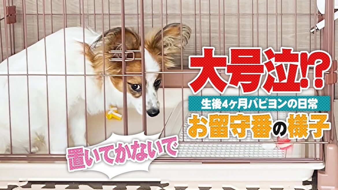 【子犬留守番】小屋で一人なパピヨンを隠し撮りしたらかわいそすぎた
