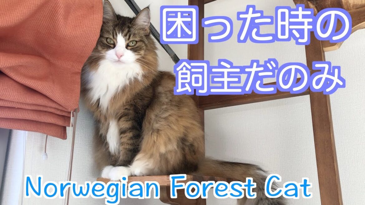 ノルウェージャンフォレストキャットの困った時の飼主だのみ・Norwegian Forest Cat