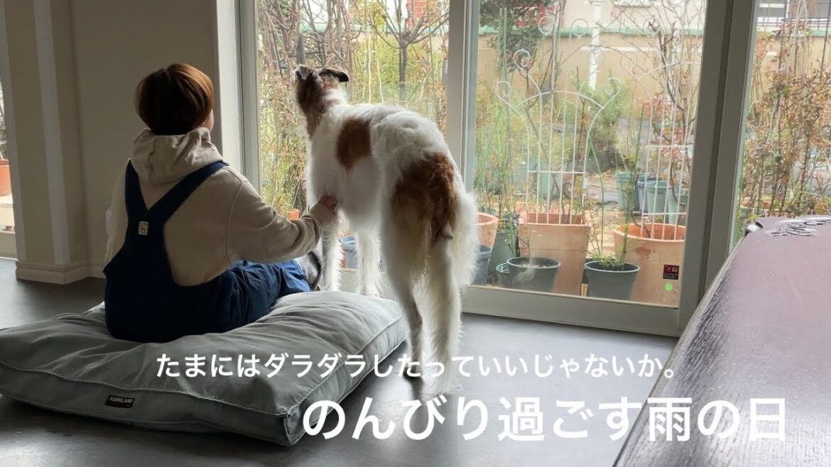 【ボルゾイとダックスと暮らす雨の日】たまにはのんびりと午前中を過ごそう。