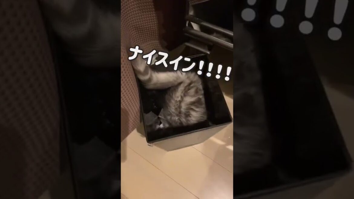 キンカローの子猫に「とってこい」を仕込んだ結果 #shorts #こねこのいる暮らし