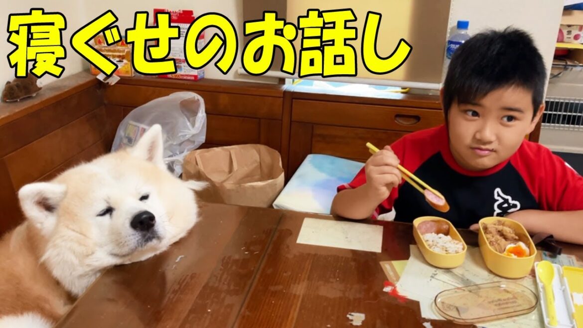 寝ぐせと秋田犬そうすけ君のお話しです