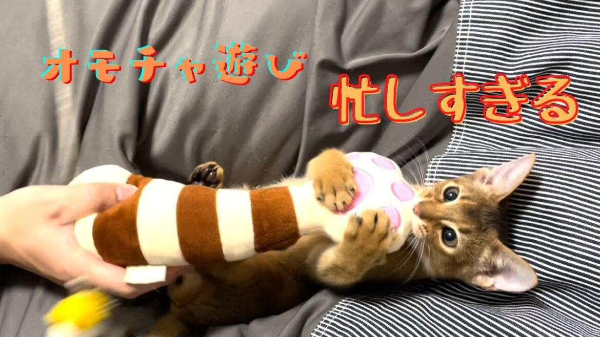 オモチャ遊びに忙しすぎるネコ | アビシニアンの子猫アビー