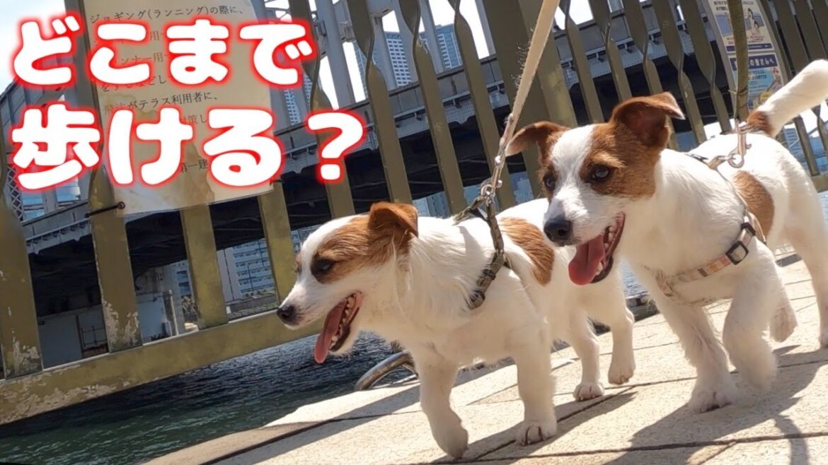 【対決】運動量が多い犬種はどこまで歩けるのか？弟子犬vs関西ジャック