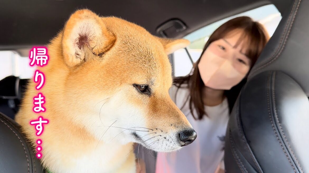 楽しい旅行中に突然帰宅することになりました