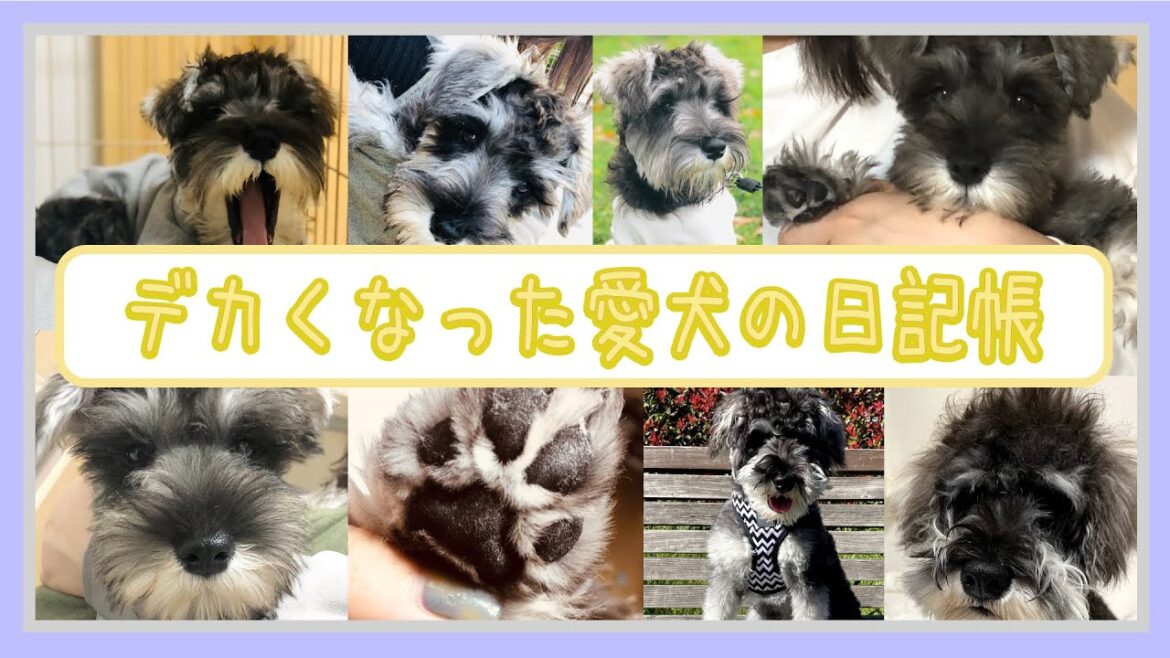 ［記録用］小さい子と言われたミニチュアシュナウザーが大きくなりました。
