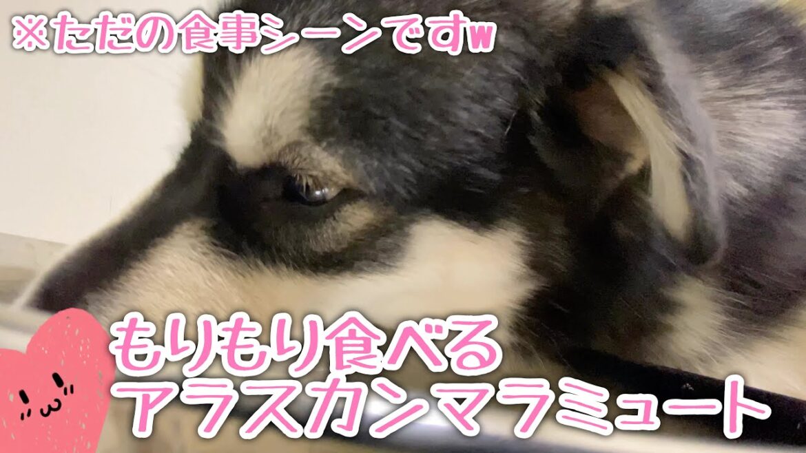 食事中のアラスカンマラミュート