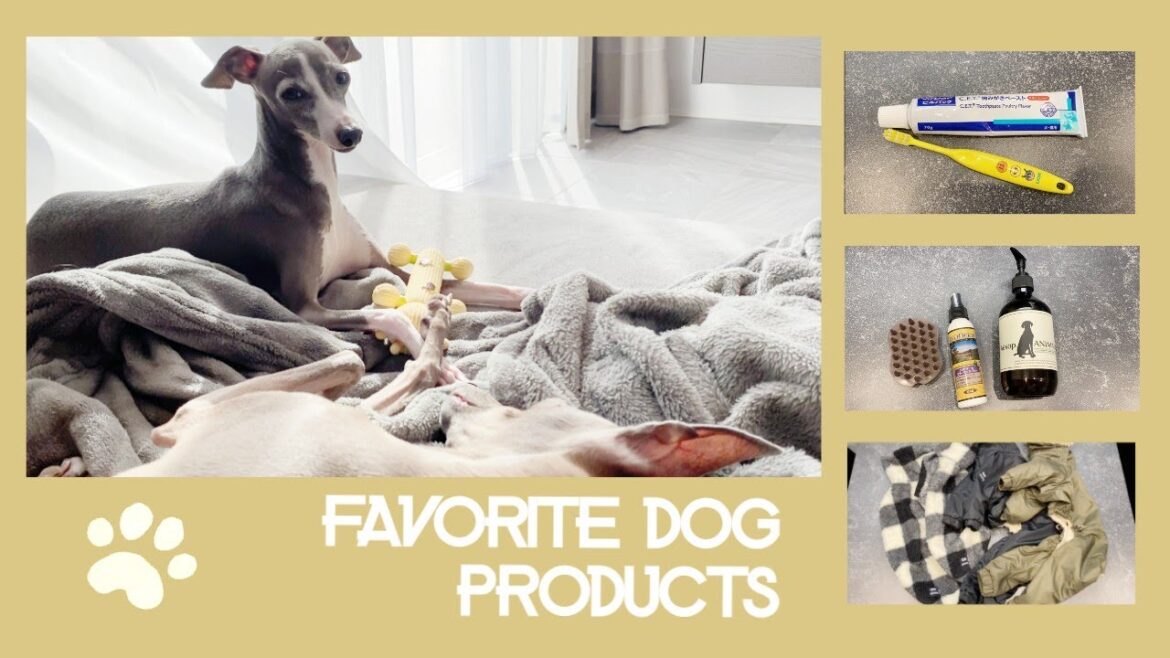 イタグレにおすすめの愛用品を紹介します【イタリアングレーハウンド】〜Favorite dog products〜