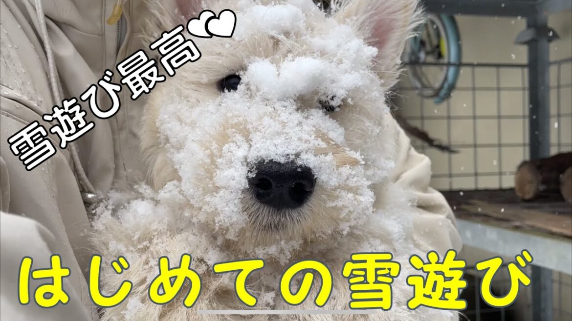 初めての雪遊びで大はしゃぎ！！【スコティッシュテリア　かわいい 子犬】