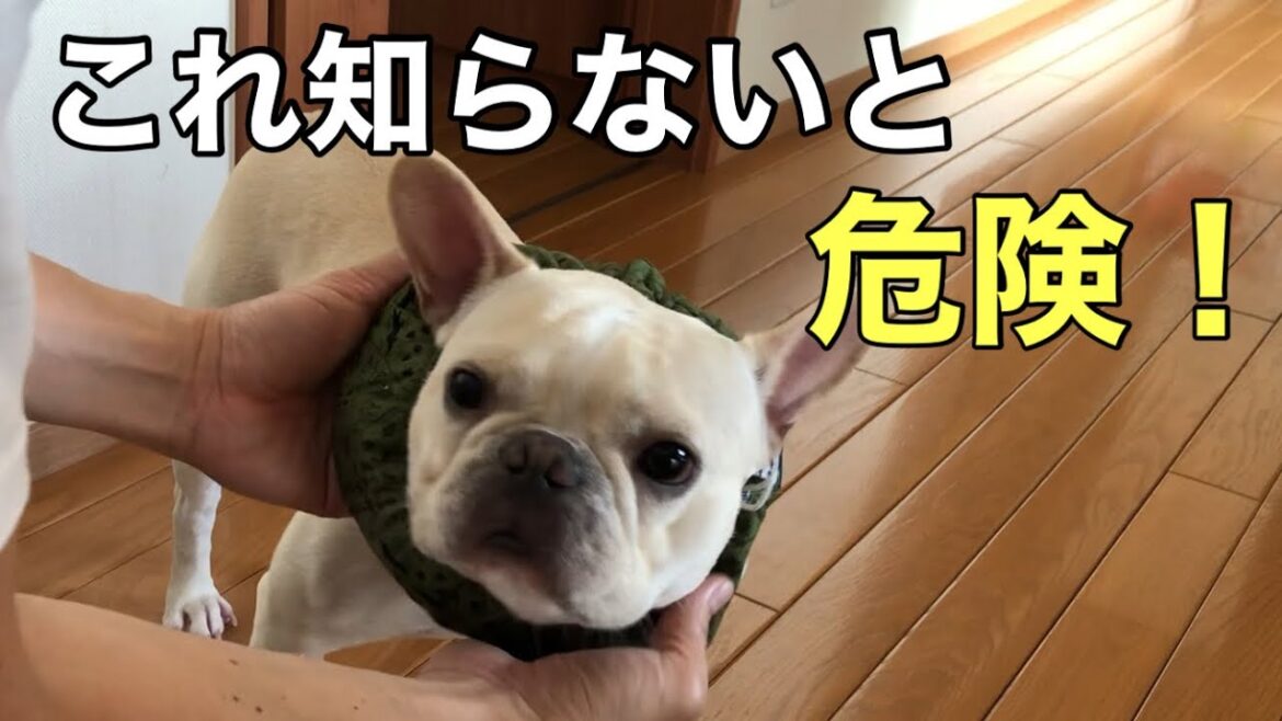 【命を守れるのは飼い主だけ】フレンチブルドッグを飼う前に必ず知るべき事