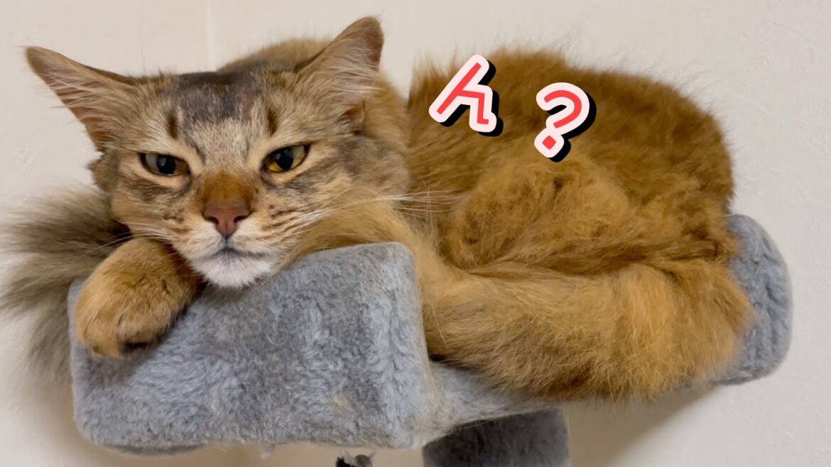 新居でも飼い主を必死でストーカーする猫【ソマリ】