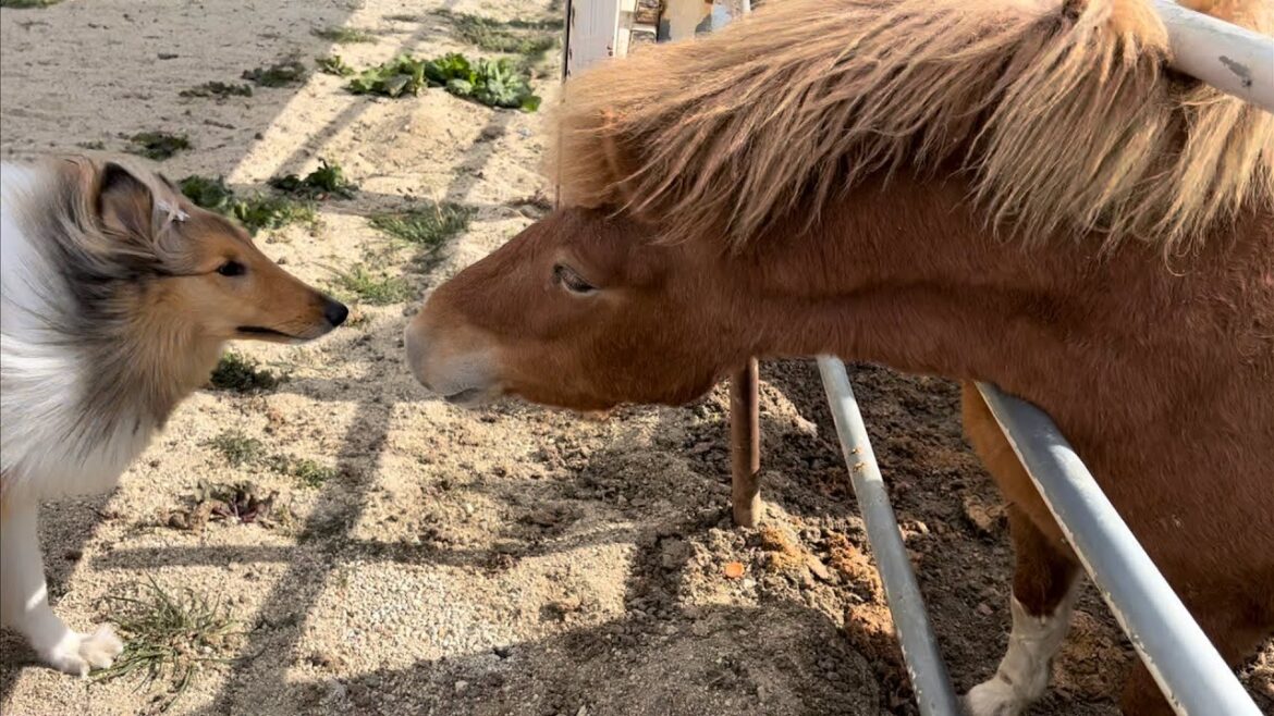 2022/2/6 馬にビビるラフコリー