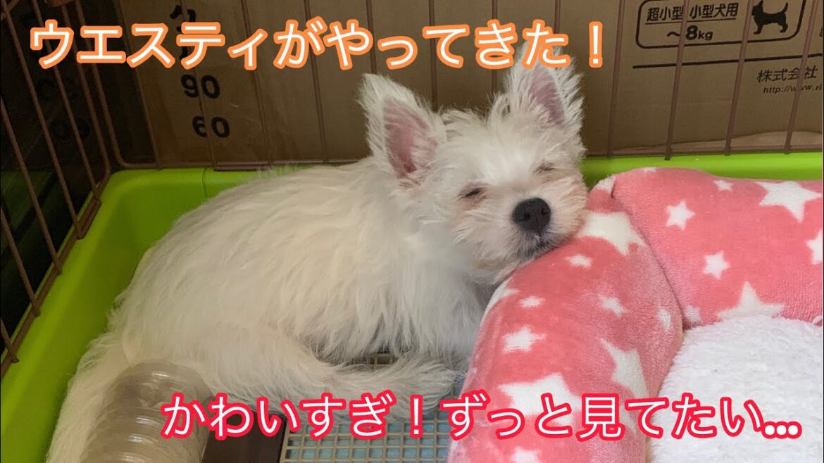 子犬のウエスティが家にやってきた！【犬のいる暮らし#1】
