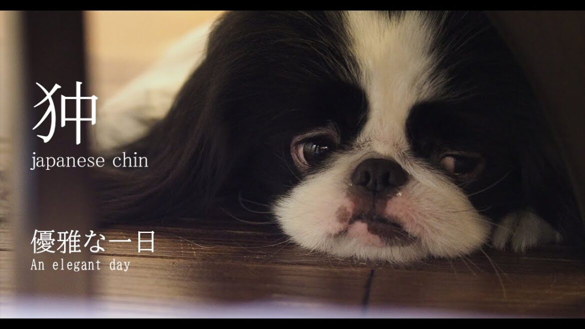 狆【Japanese Chin】優雅な一日