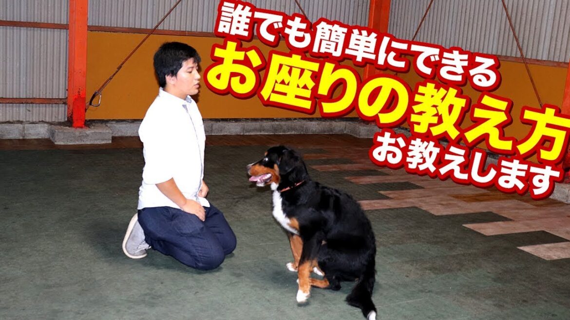 お座りのコツ教えます！ラブラドールレトリーバーで実践！ワンちゃんのしつけトレーニング