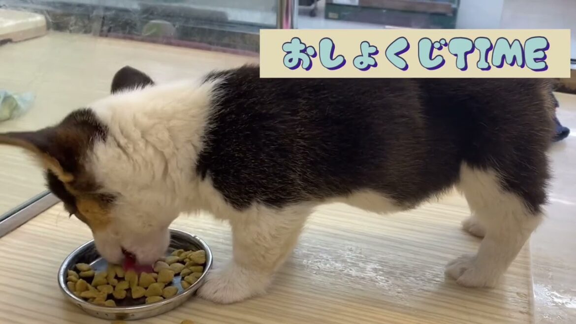 【 ウェルシュコーギーペンブローク 】 コーギーの男の子仲間入り！【 マルワン梅島店 】