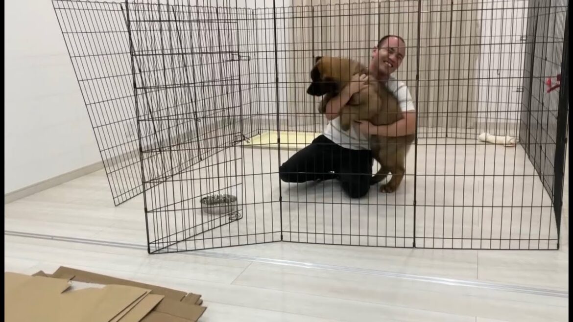 【超大型犬】　初めての食事チャレンジ　Leonberger　レオンベルガー