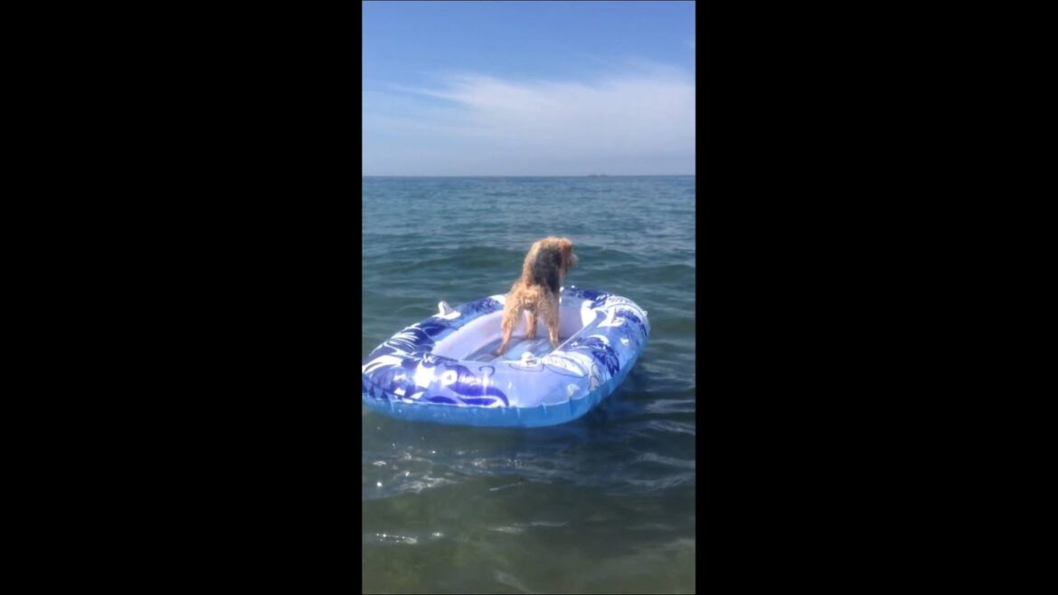 ウェルシュテリアがゴムボートに乗る