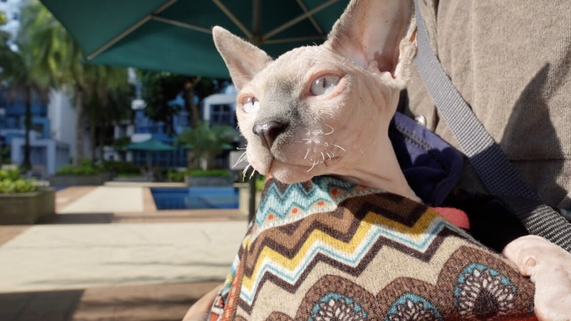 日光浴が大好きな毛のない子猫の初散歩【スフィンクス猫】