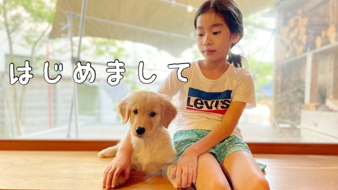 生後2ヶ月ゴールデンレトリバーの仔犬をお迎えしました。