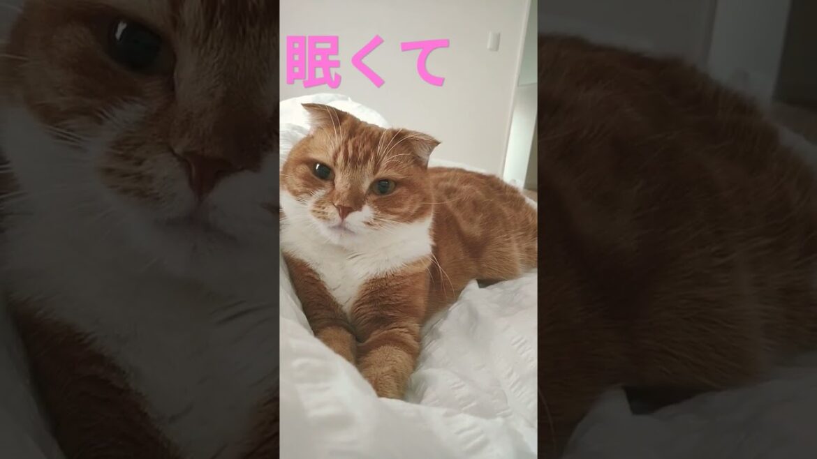 【スコティッシュフォールド】眠くて 起きていたいのに目が閉じちゃう猫#ねこ #coco  #shorts