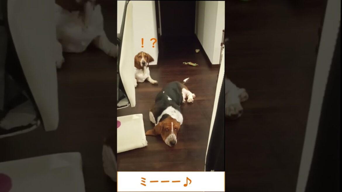 ジュース瓶の笛に興味津々なバセットハウンド達 #Shorts