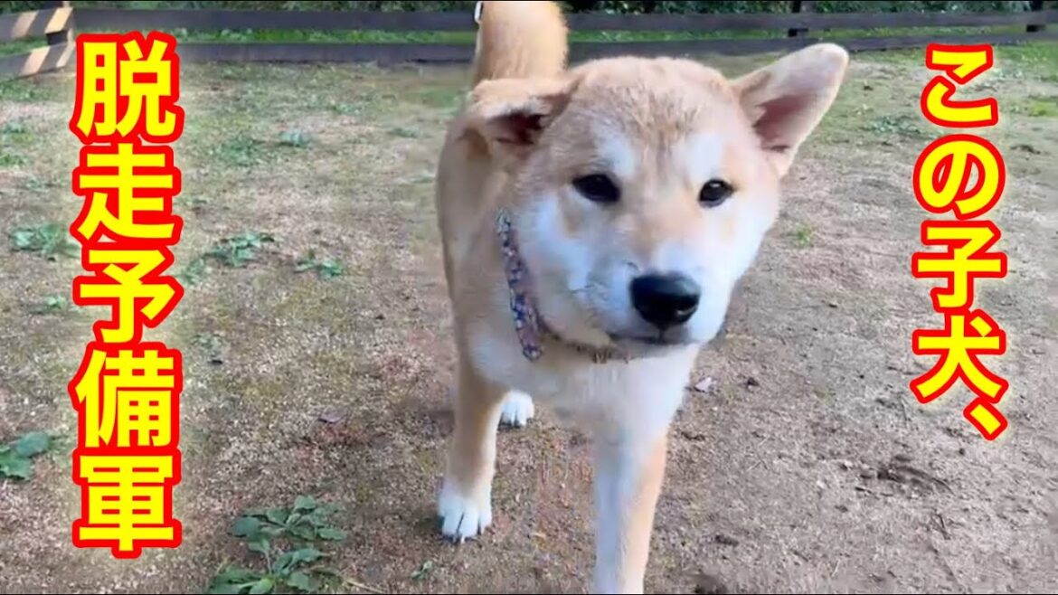 子犬が飼い主に何度も脱走を誘いに来る姿が可愛いw 子犬が飼い主に何度も脱走を誘いに来る姿が可愛いw