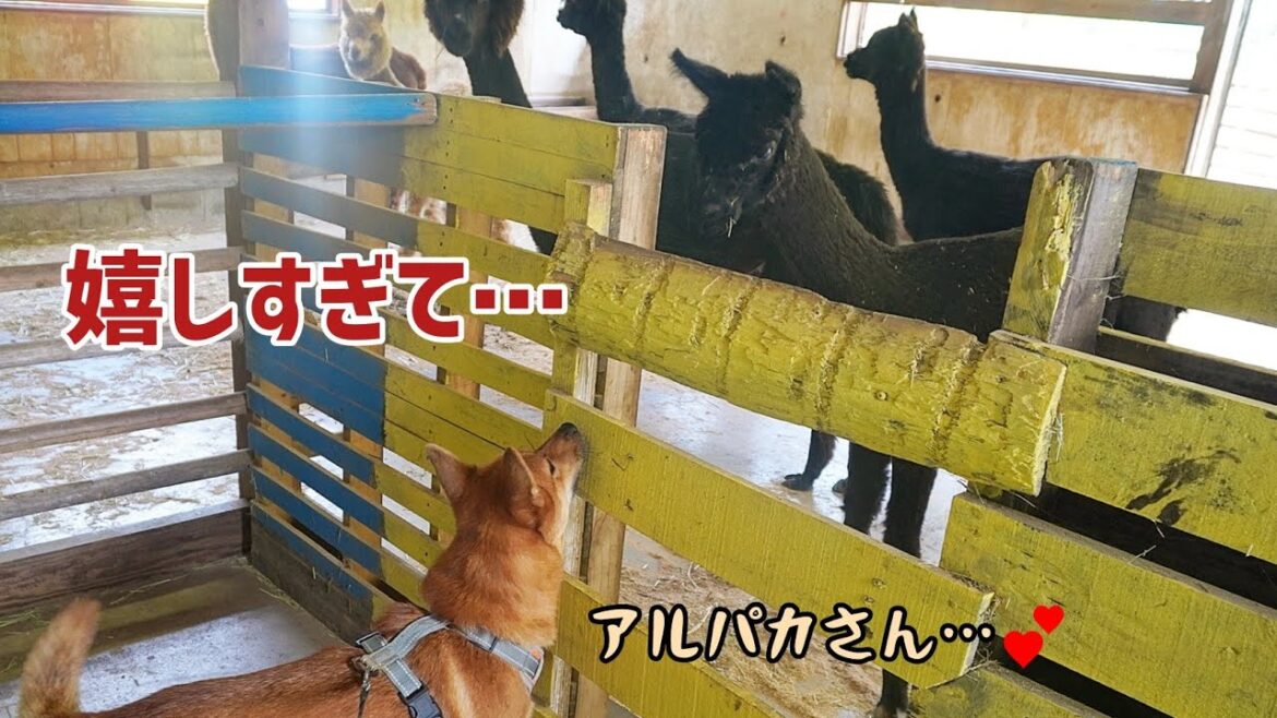 大好きなアルパカとの再会に、お喋りが止まらない甲斐犬