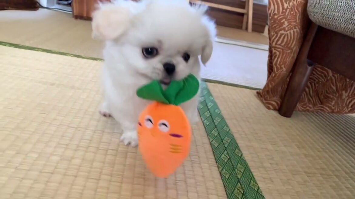 生後3ヶ月の子犬ペキニーズの思い出集 ①【ムーチョ】-Pekingese-