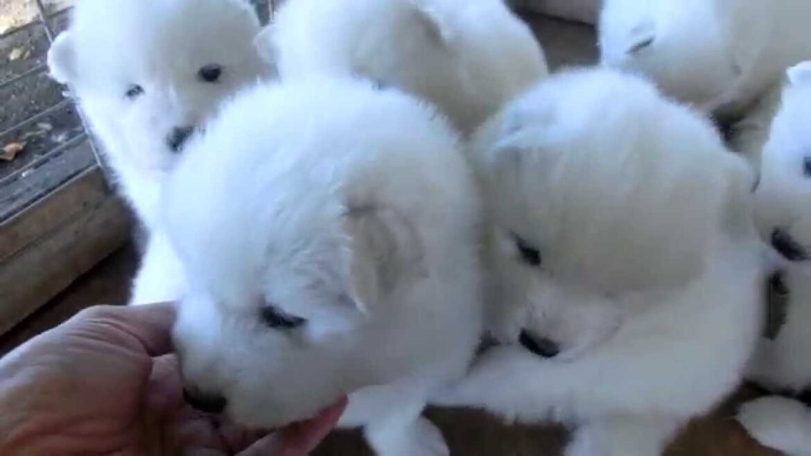 サモエド子犬　2014年9月21日生まれ　 父INT.チャンピオン