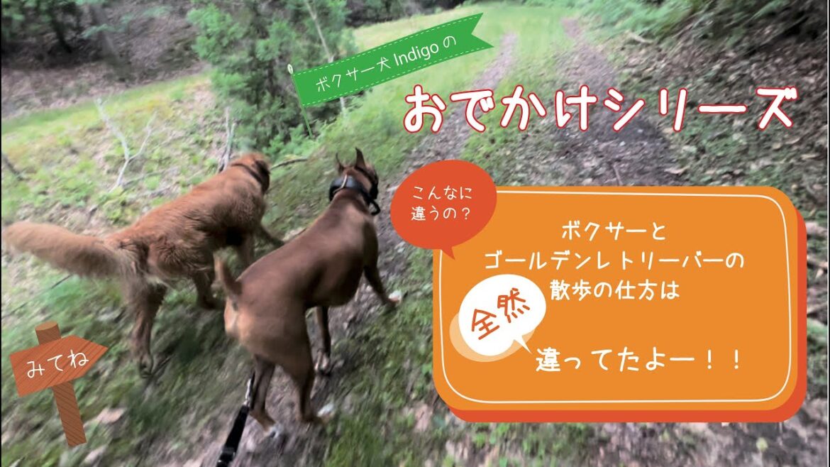 【ボクサー犬 Indigo】朝んぽ行ってきたよ！！　ゴールデンレトリーバーは泥まみれ。