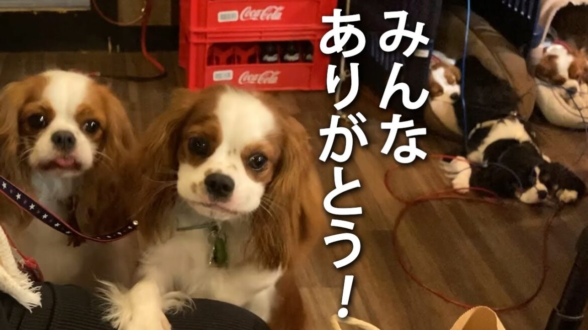 キャバリア犬を飼って本当によかった【串銀蔵オフ会】