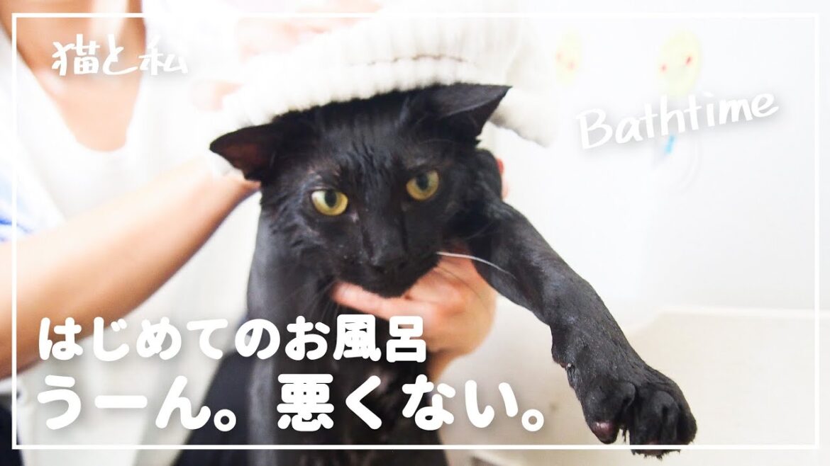 【日本猫】可愛い子猫お風呂初体験！【猫と暮らす家】