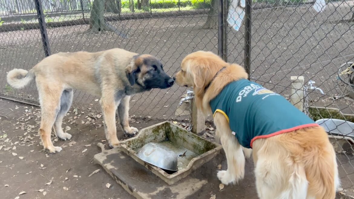 【超大型犬】レオンベルガーと鼻チューしてみた