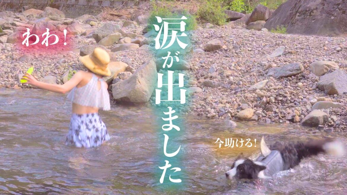 【何度見ても泣ける】川でよろけるママをレスキューするボーダーコリー