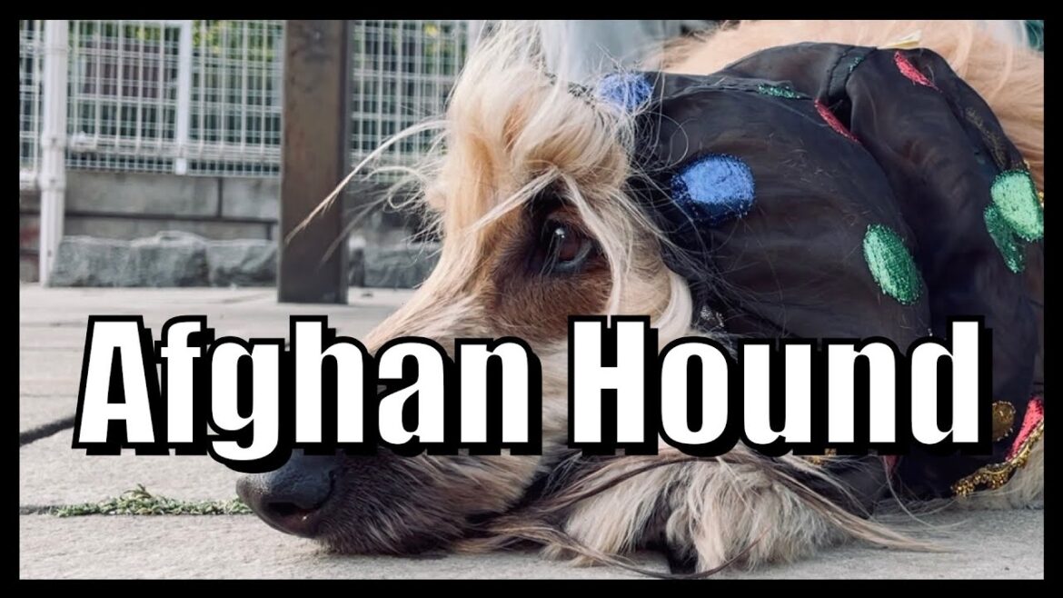 【アフガンハウンド】ノアの方舟に乗った犬。特集動画、遂に完結！【犬vlog】