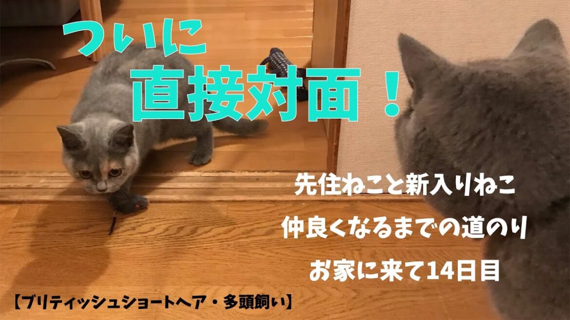 ついに直接対面へ！【ブリティッシュショートヘア・多頭飼い】先住ねこと新入りねこ仲良くなるまでの道のりお家に来て14日目の様子 Face-to-face