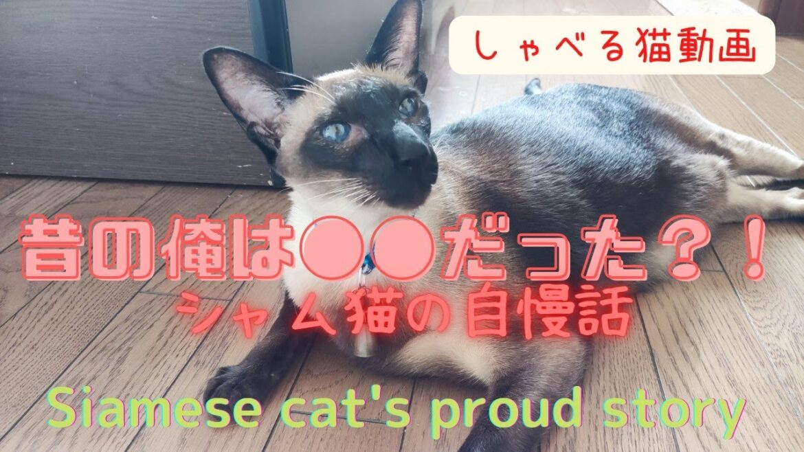 【しゃべる猫動画】シャム猫の自慢話
