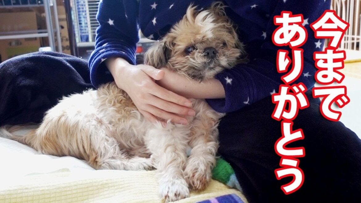 【シーズーのチップ】16年8か月、最期の日。 My Shih Tzu is Gone. 【シーズーのチップ】16年8か月、最期の日。 My Shih Tzu is Gone.