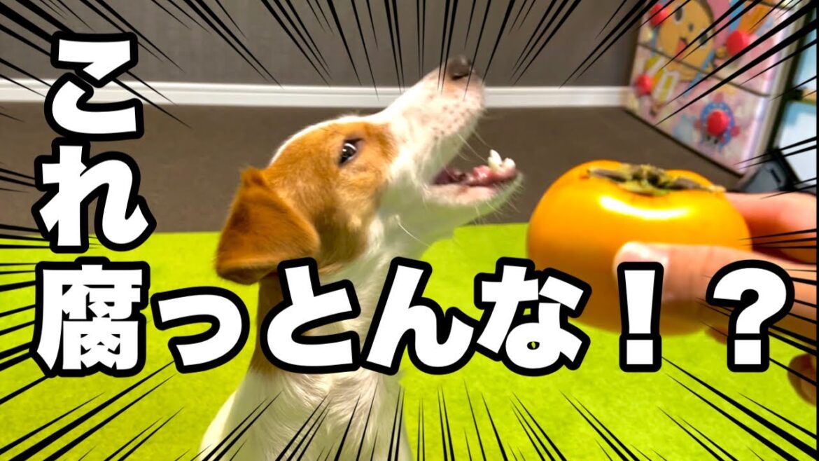 【腐ってる】怪しいものを食べさせられる犬［しゃべる犬 ジャックラッセルテリア］